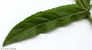 Attēlu rezultāti vaicājumam “Epilobium hirsutum leaf”