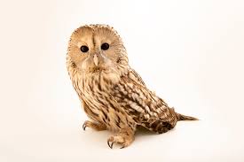 Attēlu rezultāti vaicājumam “Strix uralensis”