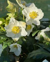 Attēlu rezultāti vaicājumam “Helleborus niger flower”