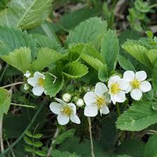 Attēlu rezultāti vaicājumam “Fragaria moschata flower”