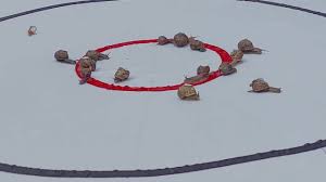 Image result for World Snail Racing Championships