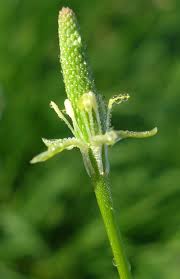 Attēlu rezultāti vaicājumam “Myosurus minimus flower”