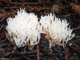 Attēlu rezultāti vaicājumam “Clavulina rugosa”