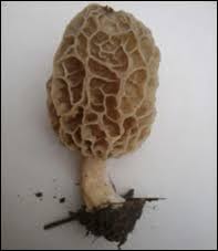 Attēlu rezultāti vaicājumam “Morchella sp.”