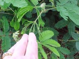 Image result for pohon semalu images