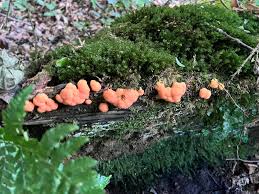 Attēlu rezultāti vaicājumam “Lycogala ustulatum macro”