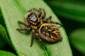 Attēlu rezultāti vaicājumam “Xanthogramma sp.”