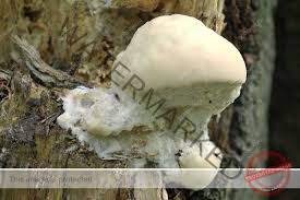 Attēlu rezultāti vaicājumam “Aurantiporus fissilis”