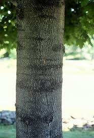 Attēlu rezultāti vaicājumam “Acer platanoides fruit”