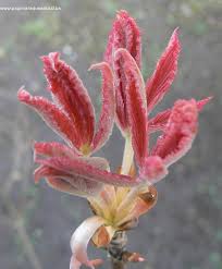 Attēlu rezultāti vaicājumam “Aesculus x neglecta”