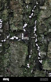 Attēlu rezultāti vaicājumam “Phleogena faginea stalked”