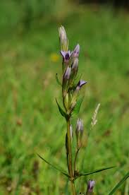 Attēlu rezultāti vaicājumam “Gentianella amarella”