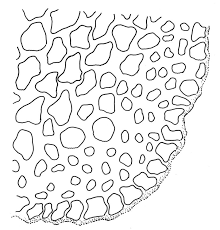 Attēlu rezultāti vaicājumam “Scorpidium cossonii”