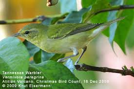 Image result for Vermivora peregrina