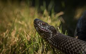 Attēlu rezultāti vaicājumam “Vipera berus adult”