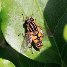Attēlu rezultāti vaicājumam “Helophilus pendulus”