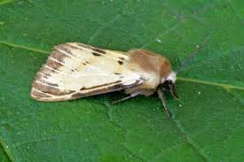 Attēlu rezultāti vaicājumam “Spilosoma lutea imago”