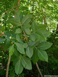 Attēlu rezultāti vaicājumam “Carya ovata leaf”