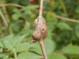 Attēlu rezultāti vaicājumam “Lasioptera rubi”