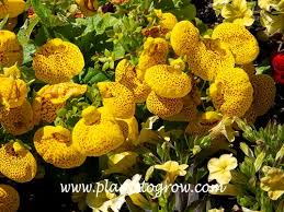 Image result for Calceolaria