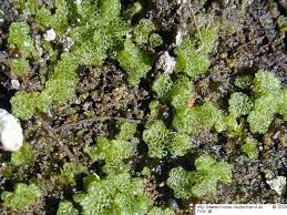 Attēlu rezultāti vaicājumam “Riccia cavernosa”