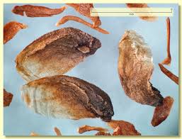 Attēlu rezultāti vaicājumam “Cribraria ferruginea stalked”