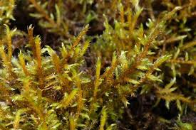 Attēlu rezultāti vaicājumam “Cratoneuron filicinum”