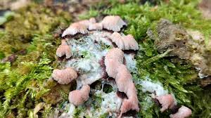 Attēlu rezultāti vaicājumam “Stemonitis fusca plasmodium”