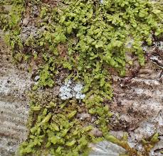 Attēlu rezultāti vaicājumam “Radula complanata”