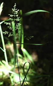 Attēlu rezultāti vaicājumam “Poa nemoralis fruit”