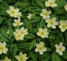 Attēlu rezultāti vaicājumam “Anemone x lipsiensis”