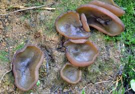 Attēlu rezultāti vaicājumam “Peziza badia”