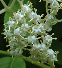 Attēlu rezultāti vaicājumam “Sambucus racemosa flower”
