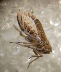 Attēlu rezultāti vaicājumam “Javesella pellucida female”