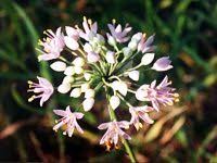 Attēlu rezultāti vaicājumam “Moehringia lateriflora flower”