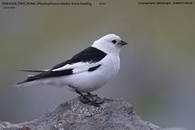 Attēlu rezultāti vaicājumam “Plectrophenax nivalis”