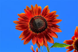 Attēlu rezultāti vaicājumam “Helianthus annuus flower”