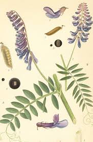 Attēlu rezultāti vaicājumam “Vicia”