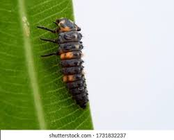 Attēlu rezultāti vaicājumam “Coccinella septempunctata larva”