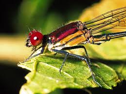 Attēlu rezultāti vaicājumam “Comatricha fragilis macro”