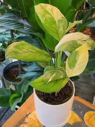 Attēlu rezultāti vaicājumam “Arenaria procera leaf”