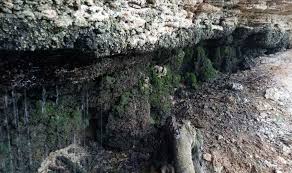 Attēlu rezultāti vaicājumam “Gymnostomum aeruginosum”