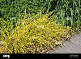 Attēlu rezultāti vaicājumam “Carex elata”