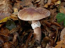 Attēlu rezultāti vaicājumam “Amanita rubescens”