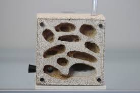 Image result for ytong ants