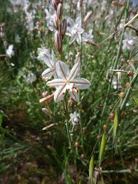 Image result for Asphodelus fistulosus