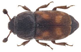 Attēlu rezultāti vaicājumam “Nitidulidae”