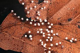 Attēlu rezultāti vaicājumam “Craterium aureonucleatum”