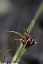 Attēlu rezultāti vaicājumam “Juncus bulbosus”