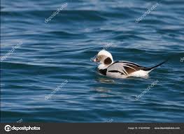 Attēlu rezultāti vaicājumam “Clangula hyemalis male”
